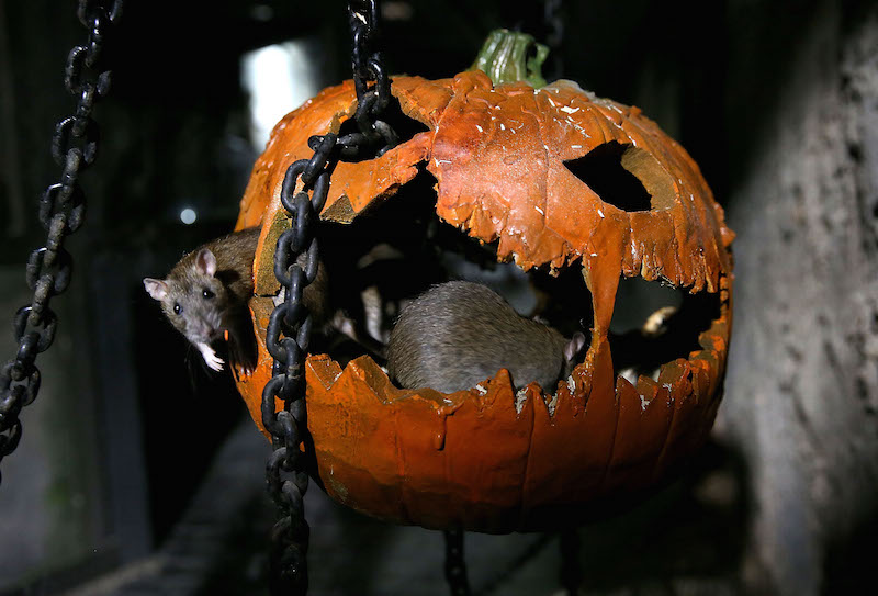 Image via Getty.